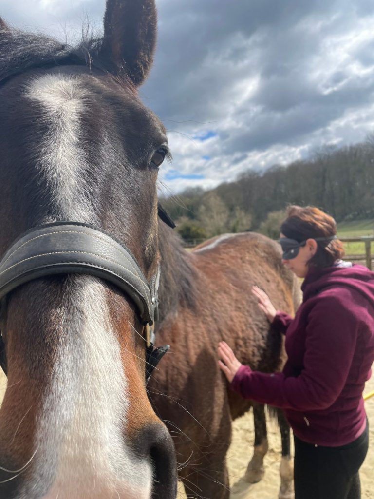 mediation equine